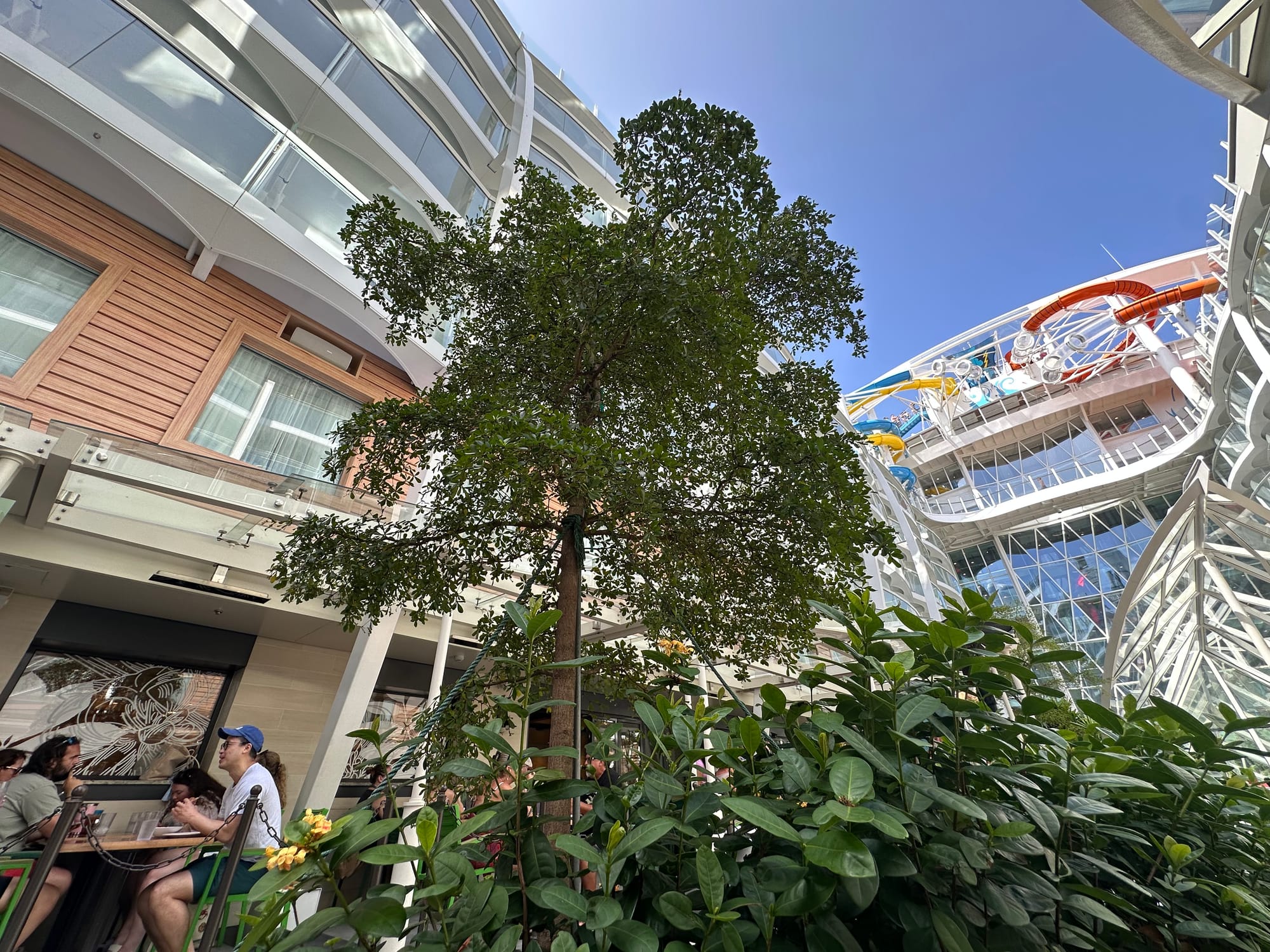 A tree